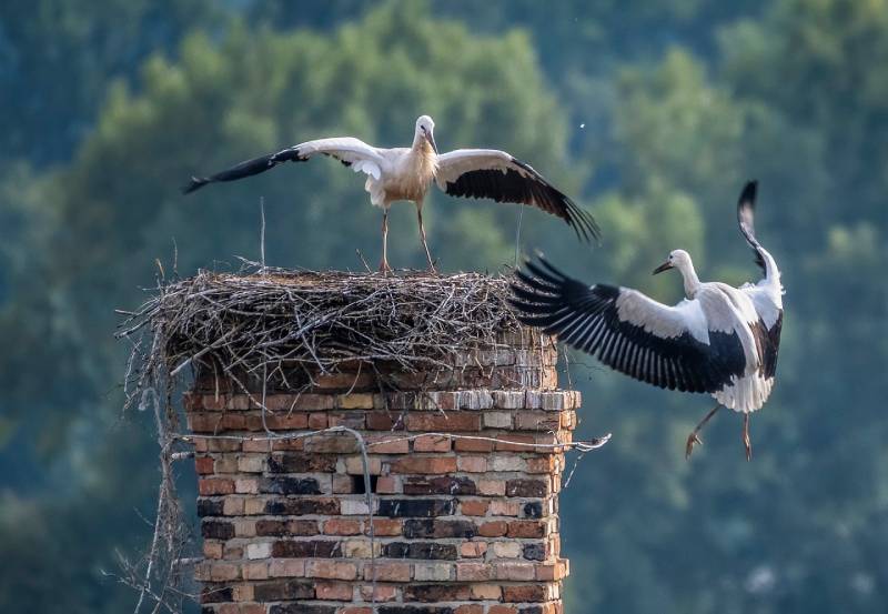 Professional Chimney Animal Removal Services in West Hills, California