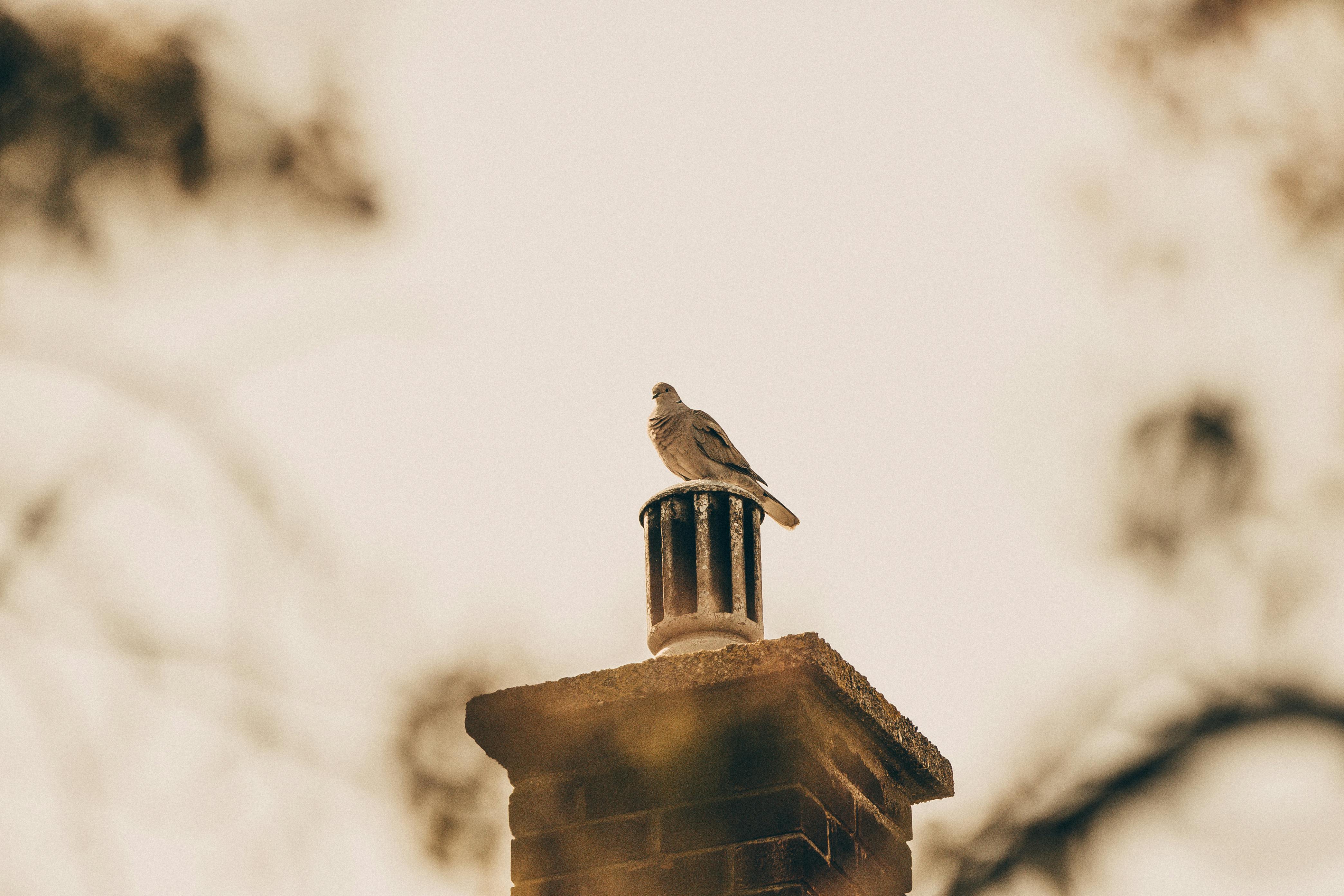 Expert Chimney Cap Installation in West Hills, California